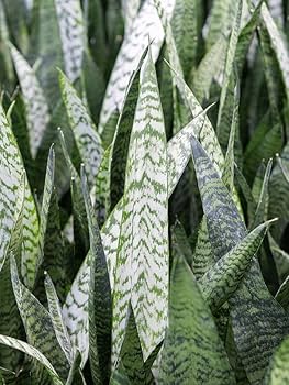 1 x Sansevieria trifasciata Silver Flame Snake Plant - Mother in Laws  Tongue - Indoor Easy Care Plant in 9cm Pot : Amazon.co.uk: Garden