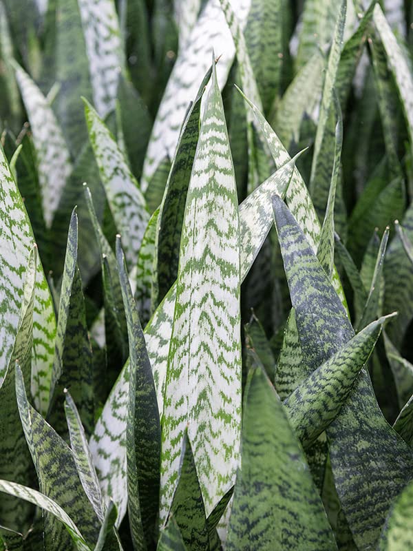 1 x Sansevieria trifasciata Silver Flame Snake Plant - Mother in Laws  Tongue - Indoor Easy Care Plant in 9cm Pot : Amazon.co.uk: Garden