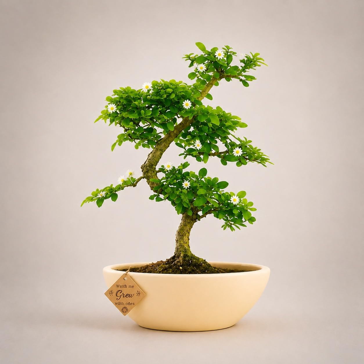 Bonsai Live Plant - 4 Years Old Carmona Flowering & Fragrance Bonsai Tree | Unique Bonsai Plants for Home Indoor | Ideal for Office, Living Room, Balcony | Height: 30cm-image-44
