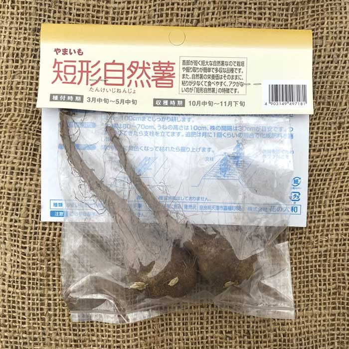 Amazon.co.jp: 【 短形 自然薯 】 種球根 2本 じねんじょ ジネンジョ