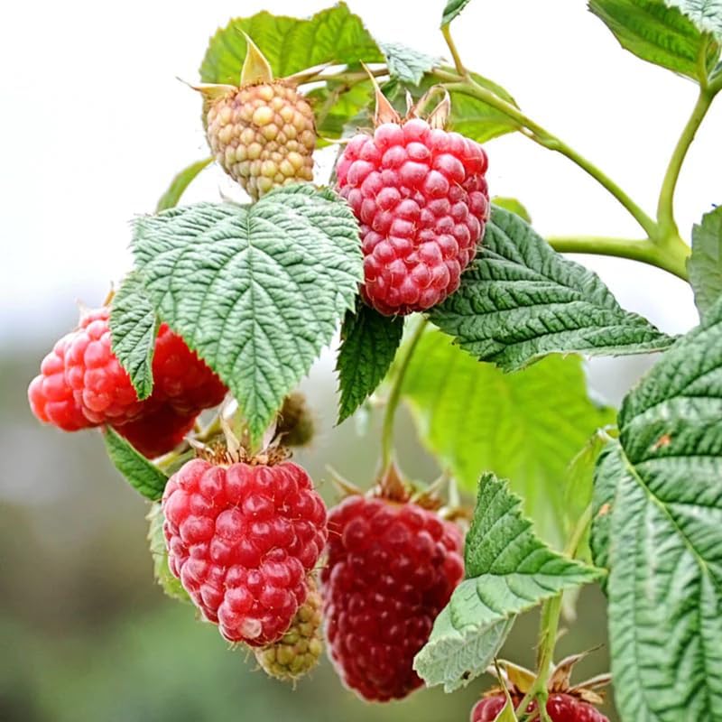 Heritage Raspberry Plant Live for Planting, 16-22 Inch Tall, Red Raspberry Bushes Live Plants, Raspberry Fruit Tree