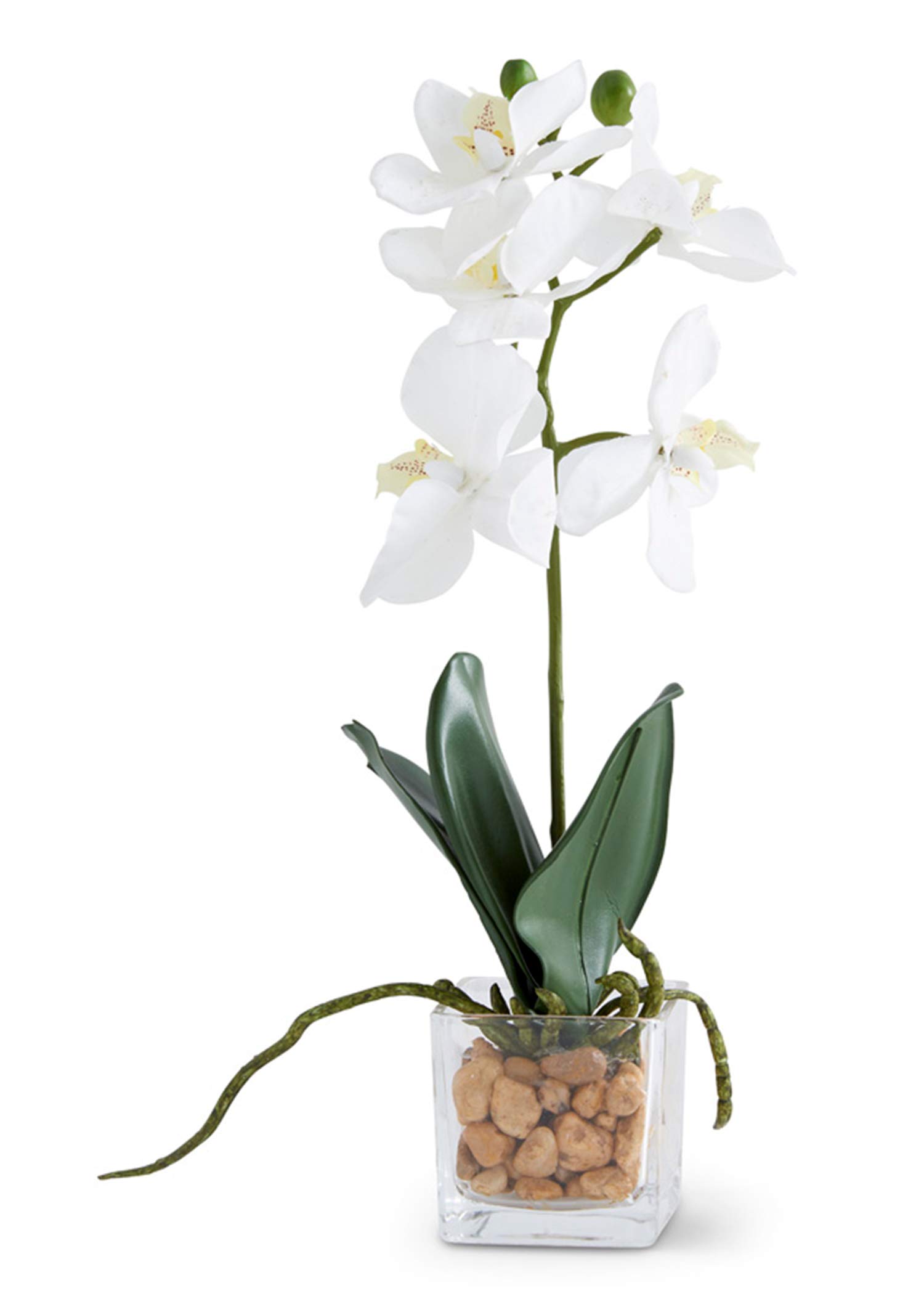 Orchidée blanche d'exception K&K Interiors sous coupe en verre de 27,9 cm