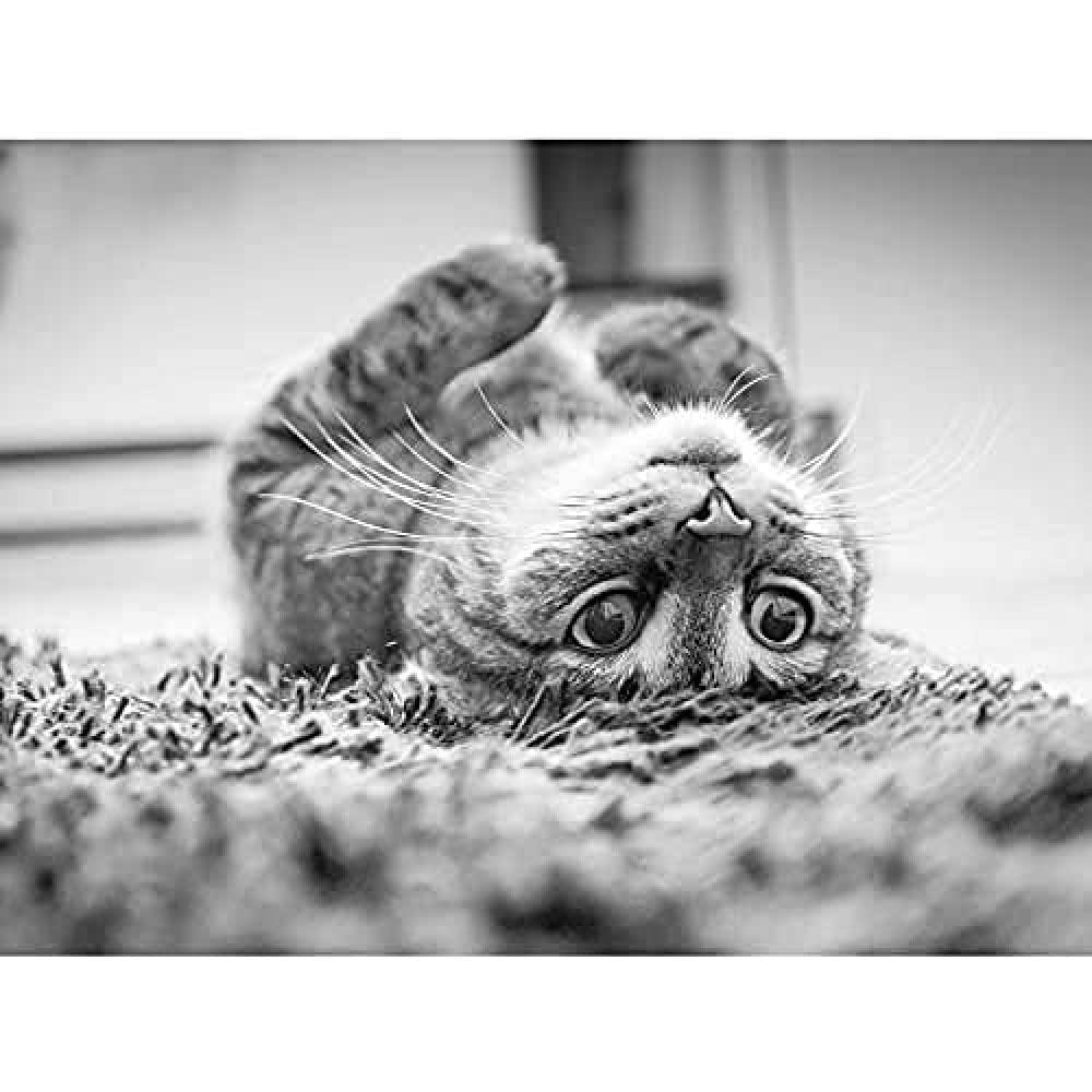 Cat Kitten Lying Upside Down Carpet Black White Photo Unframed Wall Art Print Poster Home Decor Premium