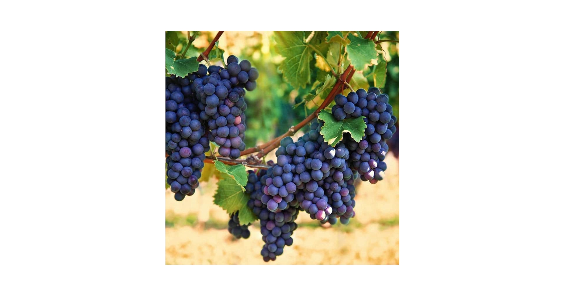 Amazon.com : Yunaksea 1 Concord Grape Vine for Planting
