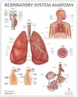 人体解剖学 Amazon.co.jp: Anatomy Lab 人体呼吸器系解剖学ポスター