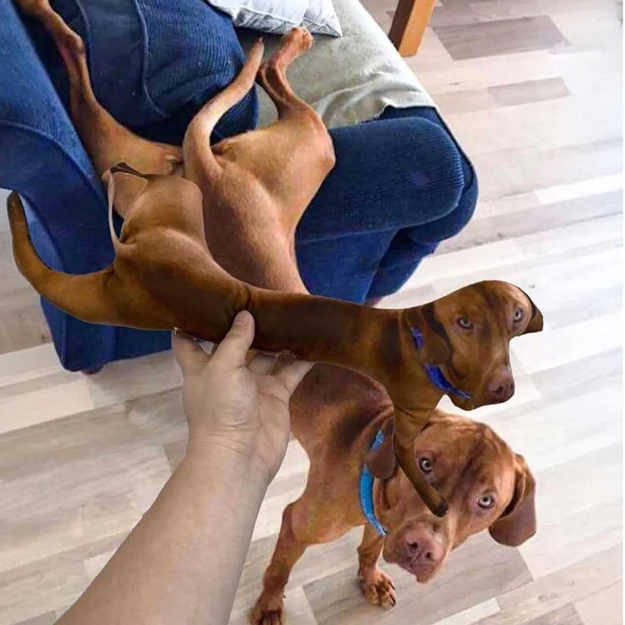 XGDesign Custom Ugly Pet Pillows, Personalized Funny Cute Cat Dog Face Pet Pillow Cushion (No White Edges), DIY Funny Gifts for Family Friends