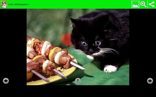 Cats Wallpapers – vue 6