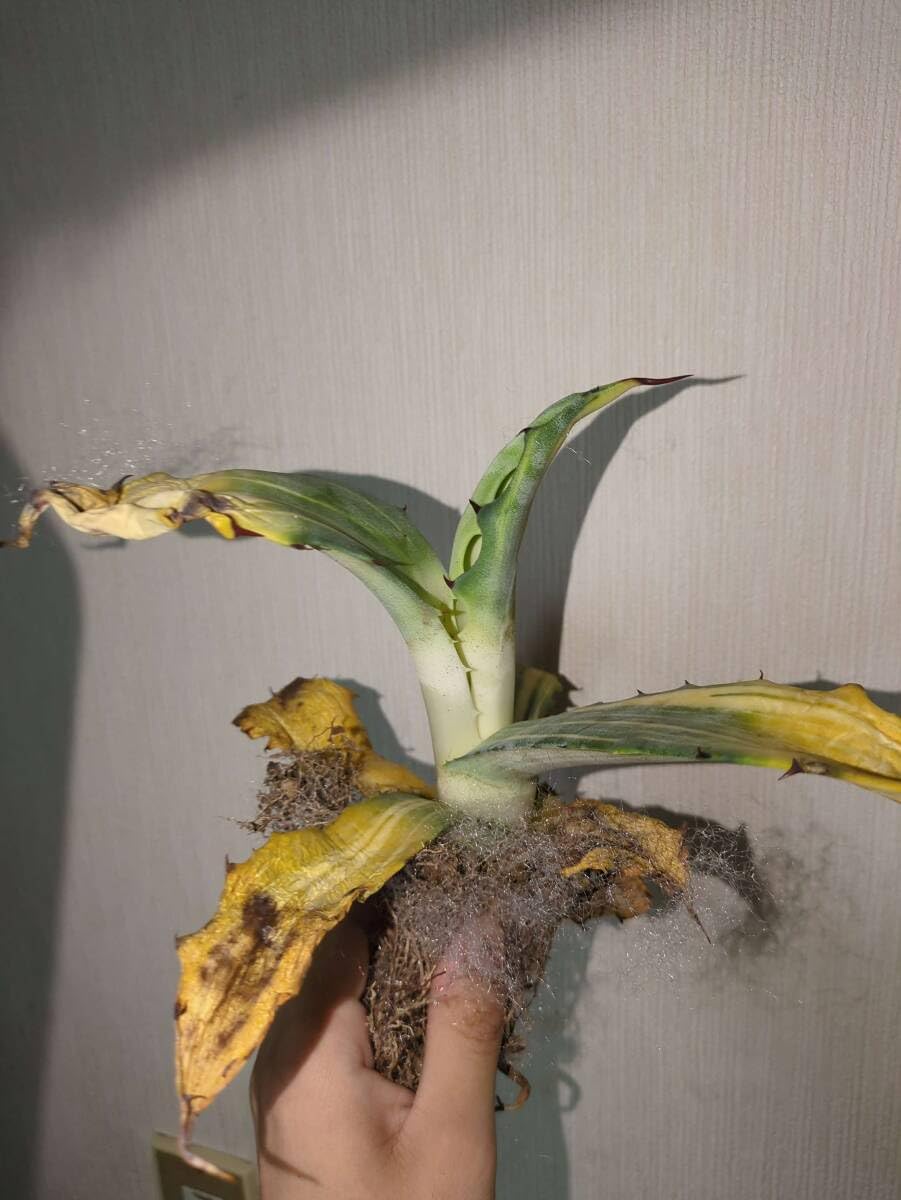 Amazon.co.jp: 訳ありアガベ フェロックス錦 6株 多肉植物 : ホーム