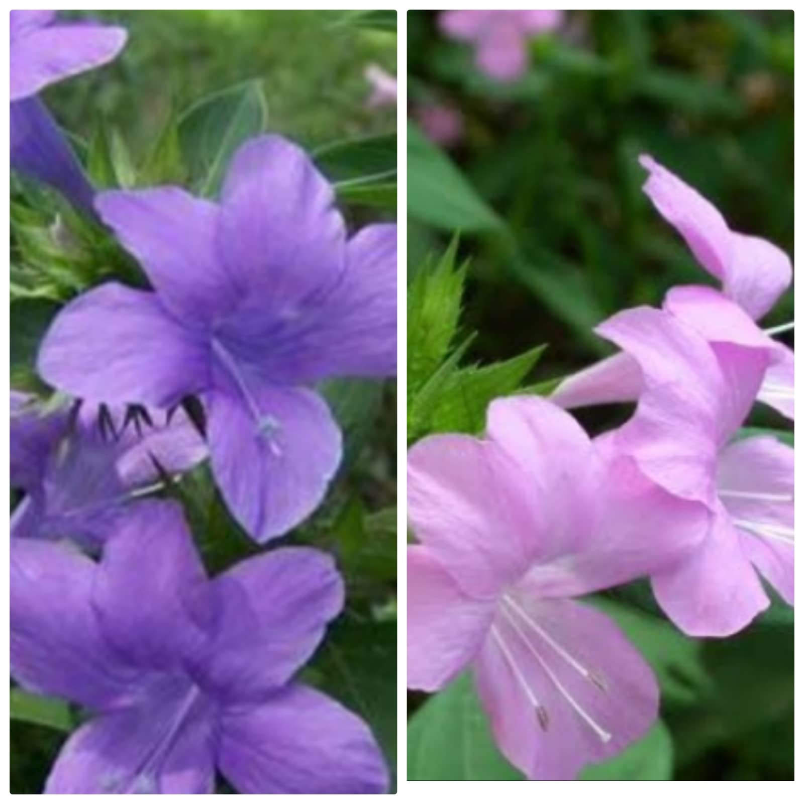 Two Different Colour Light & Dark Barleria cristata lavender/violet live plant/December flower plant Light & Dark Colours - Each 1 No. (B0BZ7WXZ5Z) Amazon Price History, Amazon Price Tracker