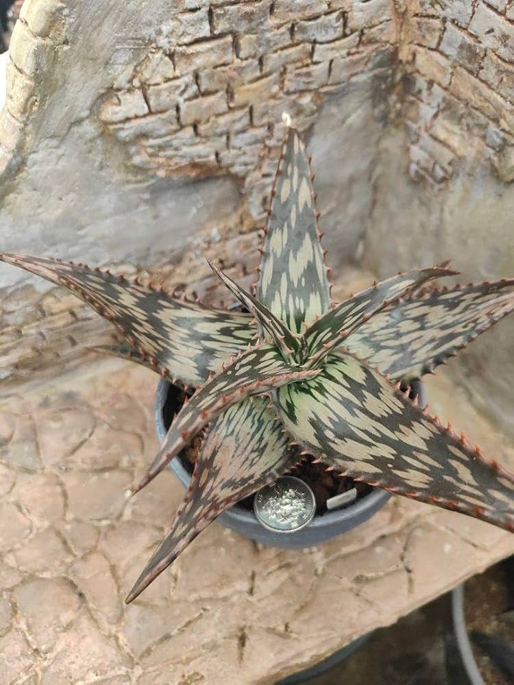 ペッキー×ヘミンギー ペキヘミ アロエ 多肉植物 大株 1287 ペッキー×ヘミンギー ペキヘミ アロエ 多肉植物 大株 1287