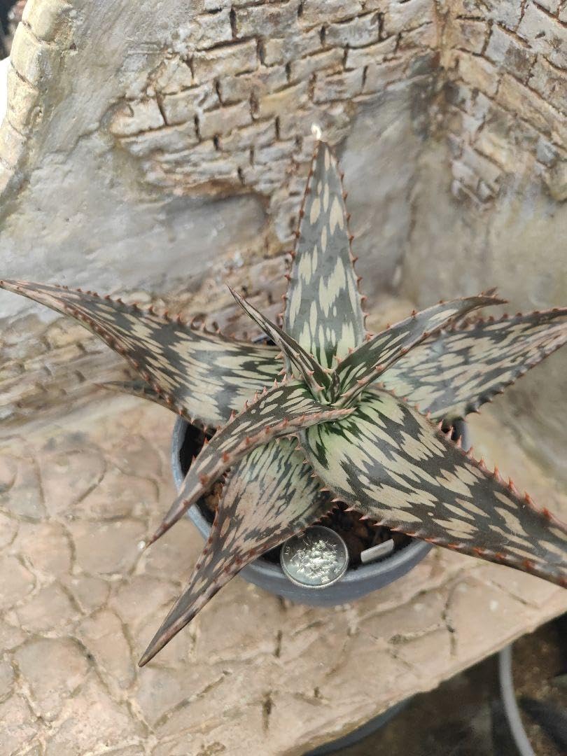 ペッキー×ヘミンギー ペキヘミ アロエ 多肉植物 大株 1287 ペッキー×ヘミンギー ペキヘミ アロエ 多肉植物 大株 1287 ペッキー