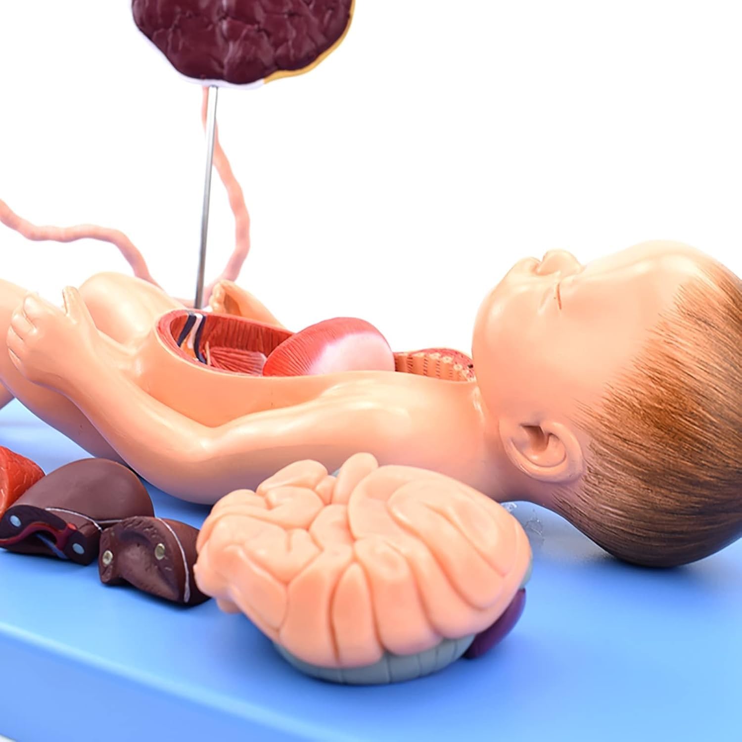 Model anatomii płodu, model anatomii trzewi noworodka, wyjmowane organy dziecka i łożysko, do nauki anatomii i fizjologii człowieka.
