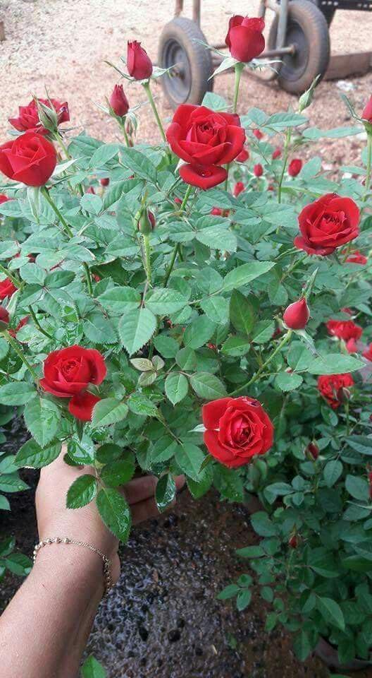 Rare All season Red Kashmiri Rose Live Flower Plant For Home Gardening Outdoor Plant Without Pot || pack of 1 || - Image 4