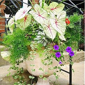100pcs Janpanse Bonsai Coleus semi Foliage Piante Perfetto colori dell’arcobaleno Drago Semi bella pianta flower seed Garden Semente rosso