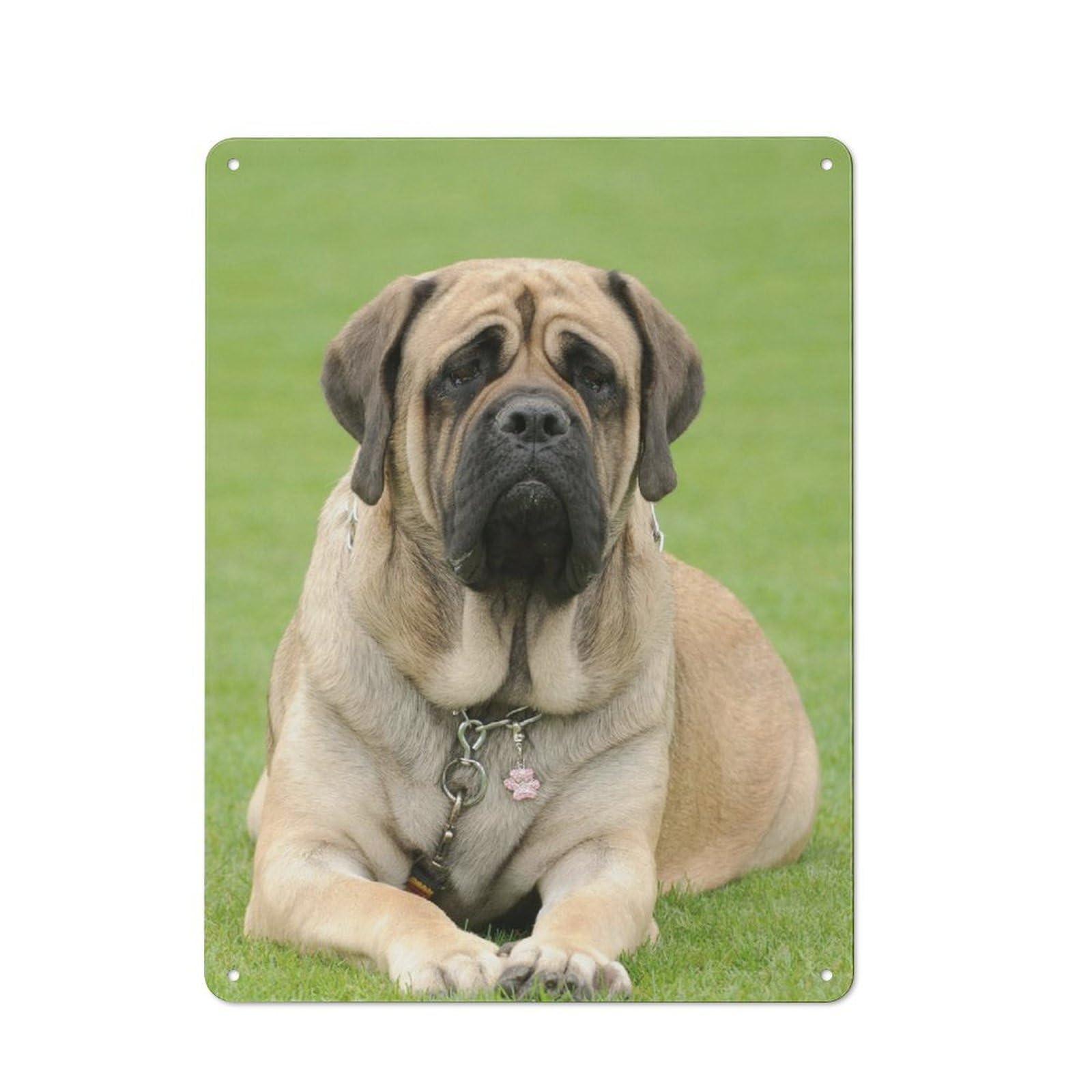 Junmoney Style Tin Wall Plaque 40X30cm With English Mastiff Dog Breed Information For Workshop Wall, Housewarming Wall Decor For People Furnishing Workshop
