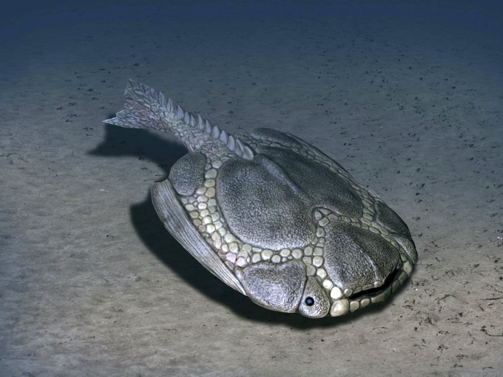 Drepanaspis