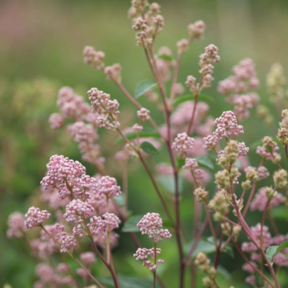 Ceanothus Pallidus Marie Simon Profusion of Pale Mauve-Pink Blooms - Attractive Red Seed Capsules - Versatile Garden Shrub Pink California Lilac - 2X 3.6 Litre Potted Plants by Thompson & Morgan
