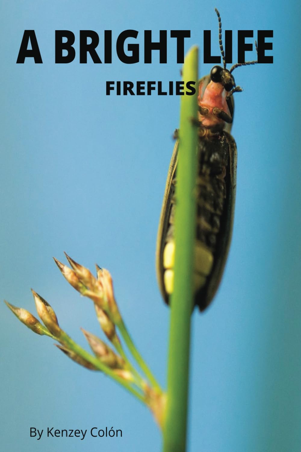 A BRIGHT LIFE: FIREFLIES