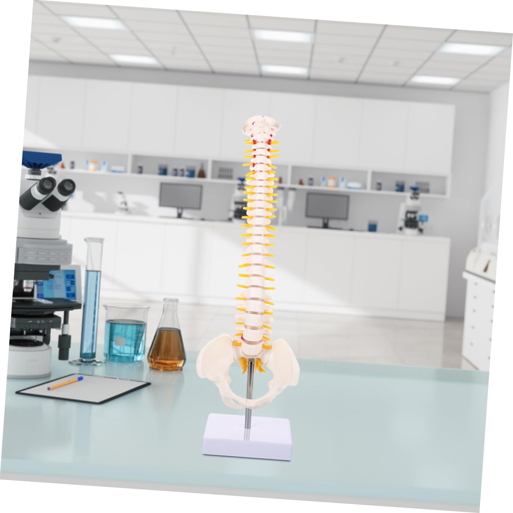 Modello Anatomico di Colonna Vertebrale in Pvc Bianco da 45cm Superficie Liscia e Dettagli Anatomici per Studio e Esposizione Didattica