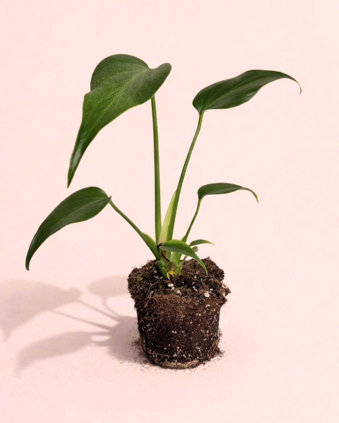 PUR PLANT Monstera Burle Marx M | Planta Natural De Interior Premium y Tropical | Compacta, Resistente y Decorativa | Maceta De Ø12 cm