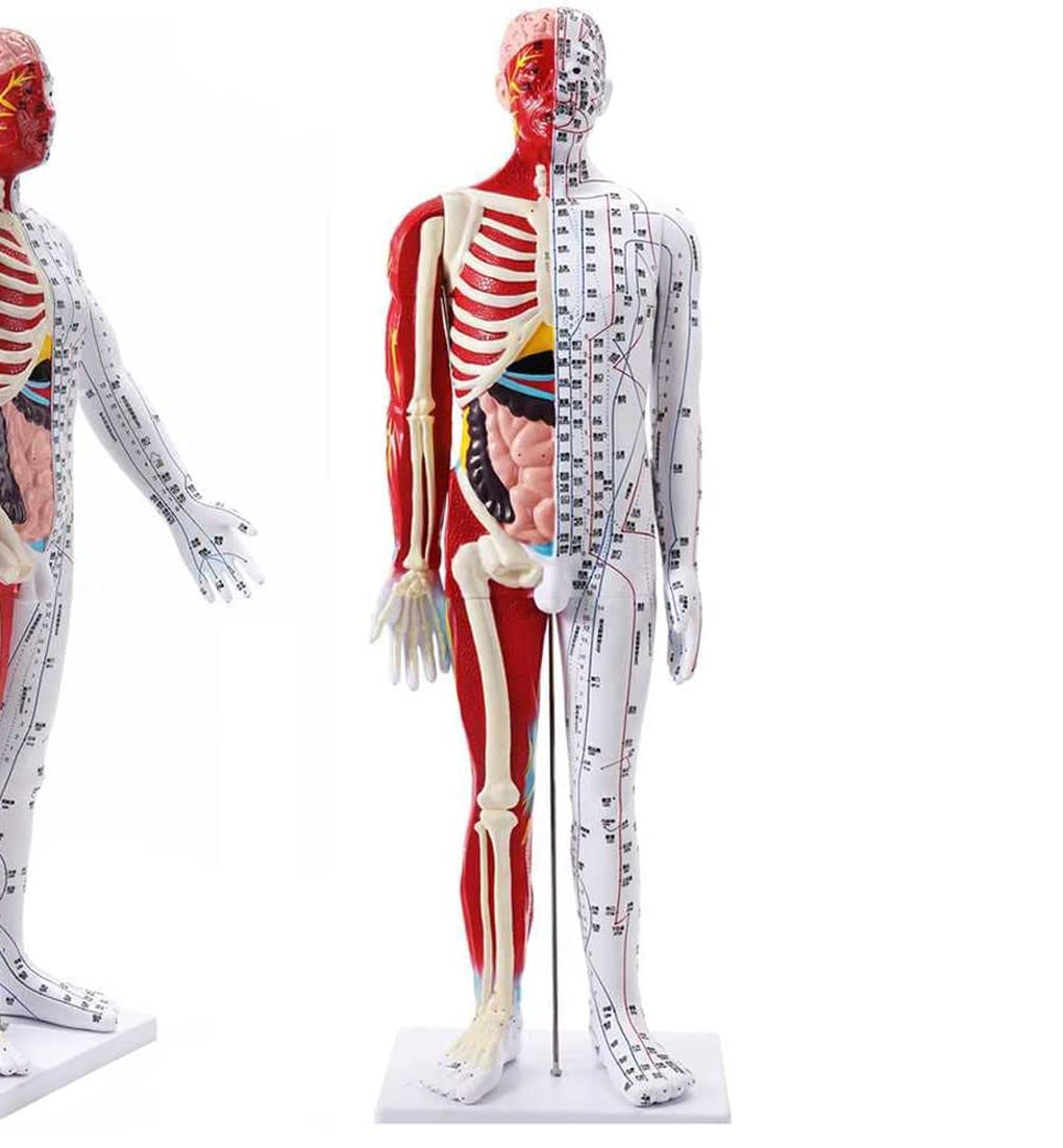 Manekin 85 cm medyczny model akupunktury anatomiczny model męski z precyzyjnym literą i uchwytem w kształcie punktu południka oraz instrukcją w języku angielskim Meridian Point Medical do treningu