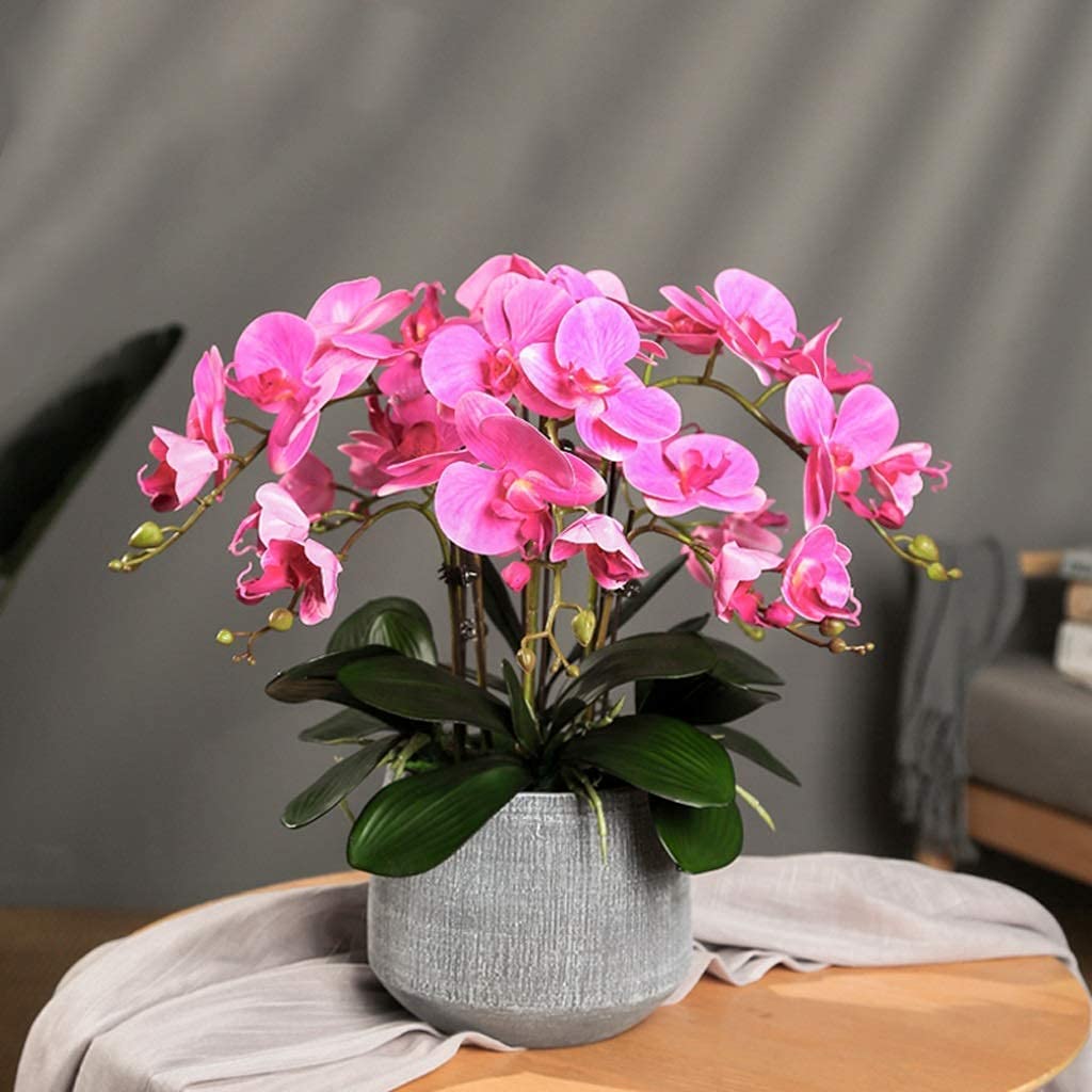 Plantes en pot pour la déco une idée cadeau fleurie et durable