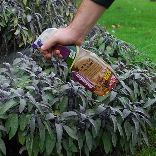 The Big Cheese Cat and Dog Scatter Spray – 1 Litre Ready-to-Use Spray Deters Cats and Dogs from Digging, Scratching and Fouling, Ideal for Patio and Garden Hard Surfaces, As Well As Bin Areas - Image 4