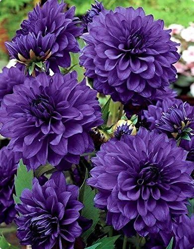 Dahlia Blue - Bulb/Tuber/Root -