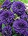 Produktbild Dahlia, Dahlien, Georginen Blue - Blumenzwiebel/Knolle/Wurzel