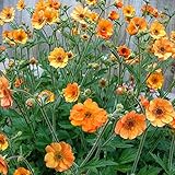 20pcs/lot Geum 'Totally Tangerine' Avens Flower -s Home Garden YR