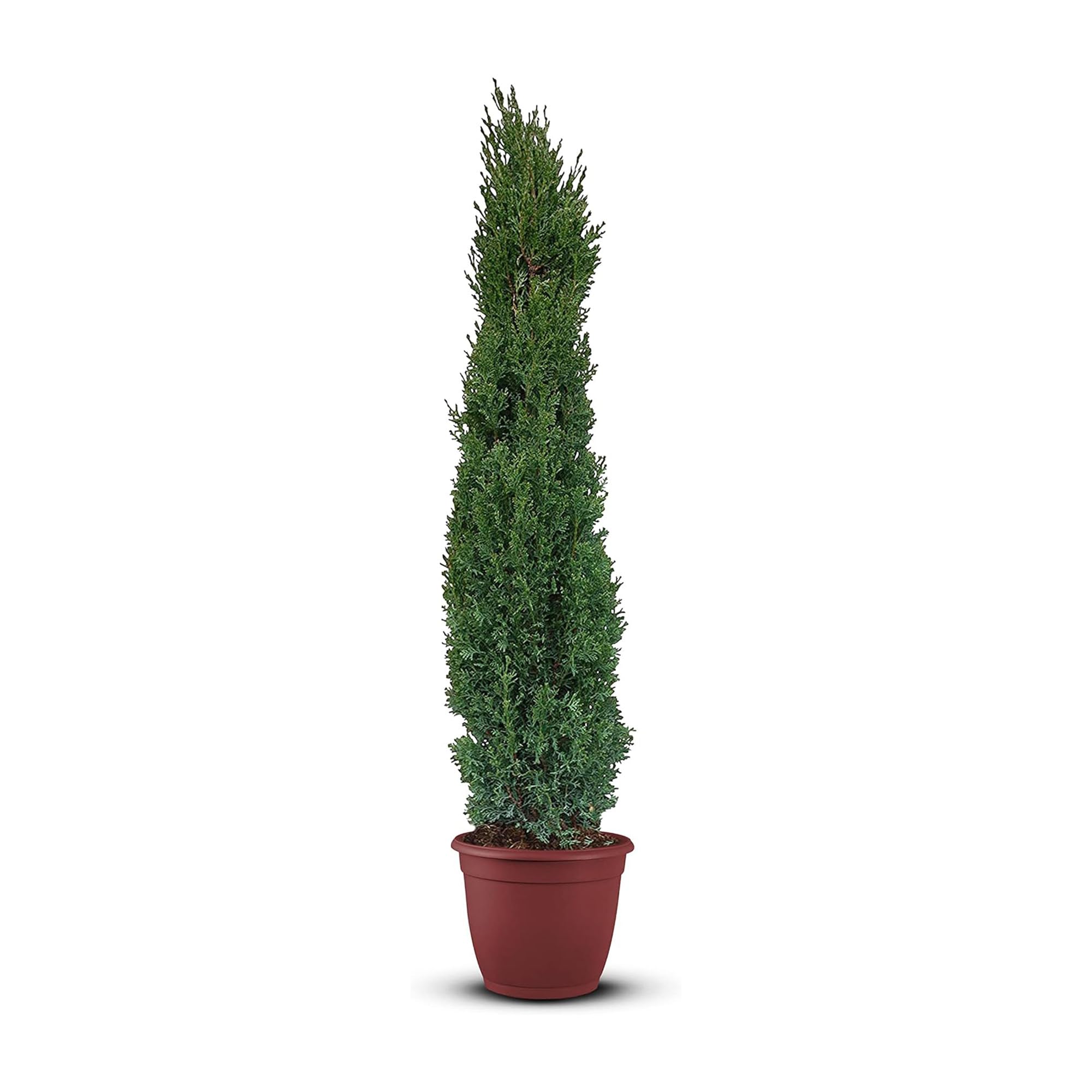 Tropictrees Italienische Zypresse Winterhart, Cupressus Sempervirens Totem 170 cm Höhe, Schlanke Immergrüne Koniferen-Zypressen, Strauch Bäume für Garten und Einfahrt