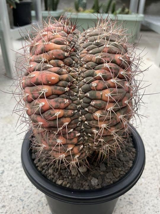 ギムノカリキウム尾形丸 綴化 大型 【公式通販】