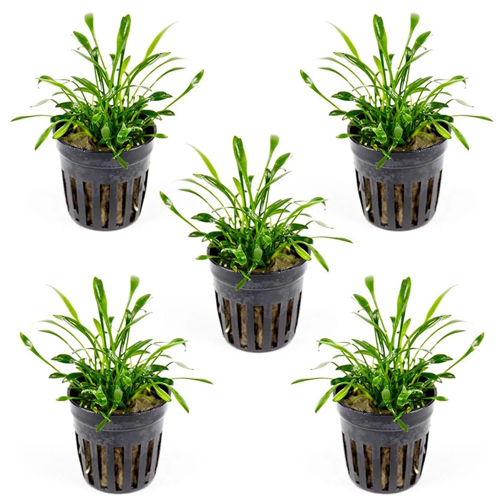 SubstrateSource Cryptocoryne Parva