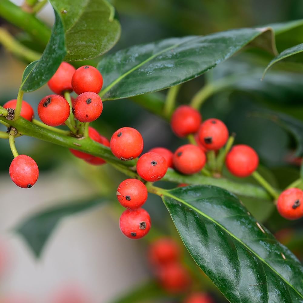Nellie R. Stevens Holly, Evergreen Shrub, Ornamental Berries 7 gal Nursery Pot (Due to Agricultural Laws, we Cannot Ship to CA, AZ, AK, or HI)