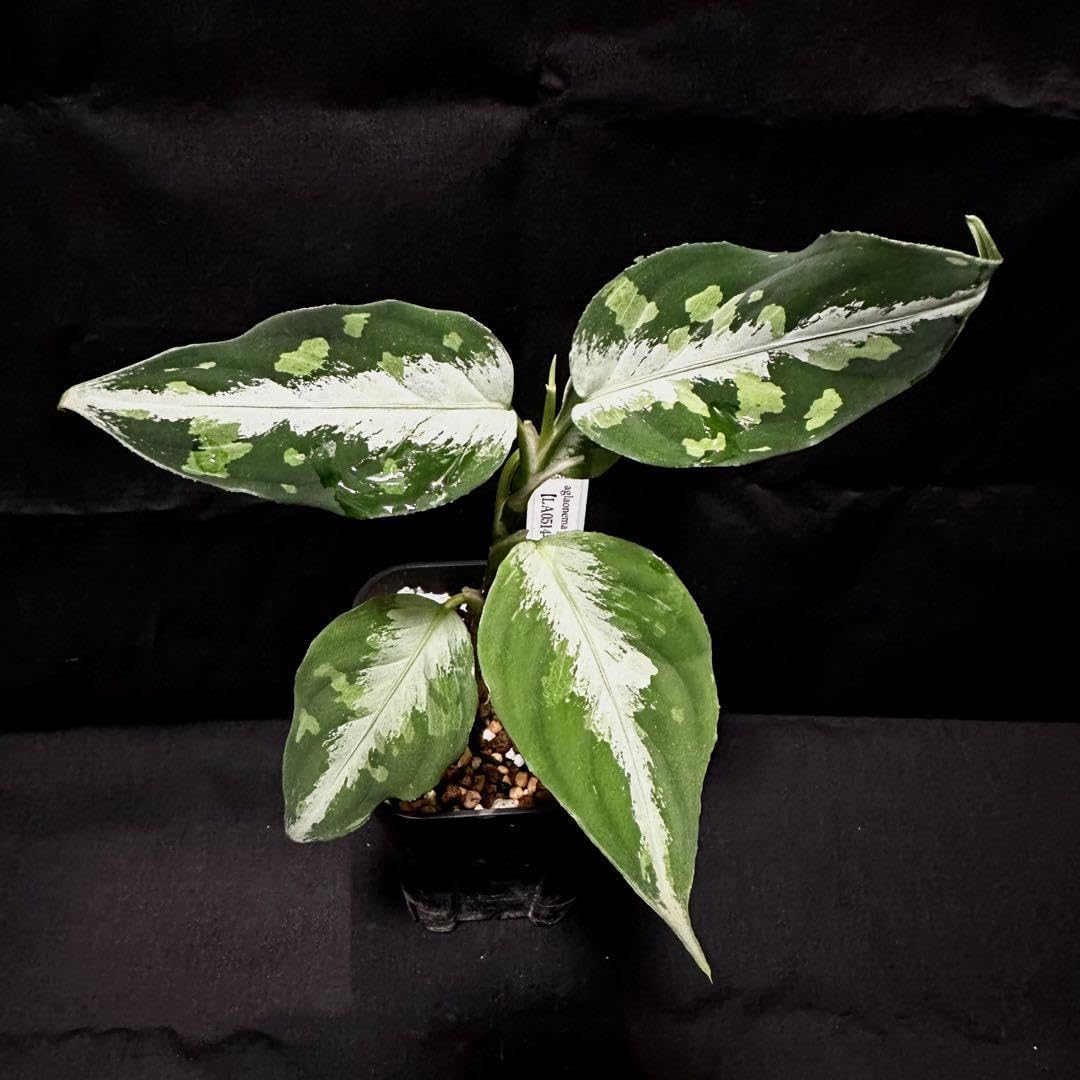 アグラオネマ ピクタムLA便