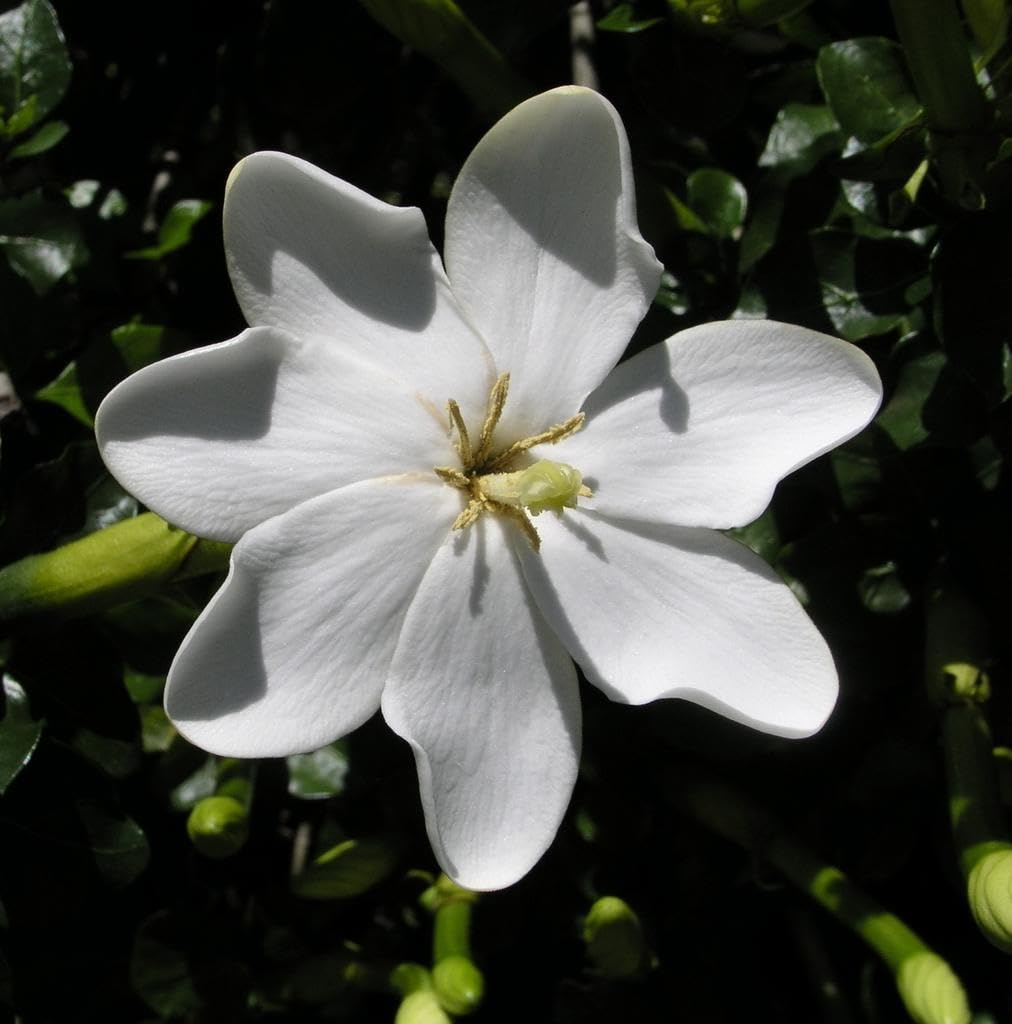 Gardenia Thunbergia Flowering Shrub or Small Tree Seeds - 5 Seeds