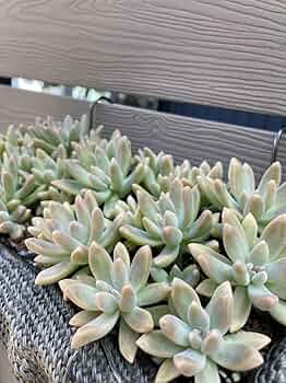 61aFur-xtAL._AC_UF350,