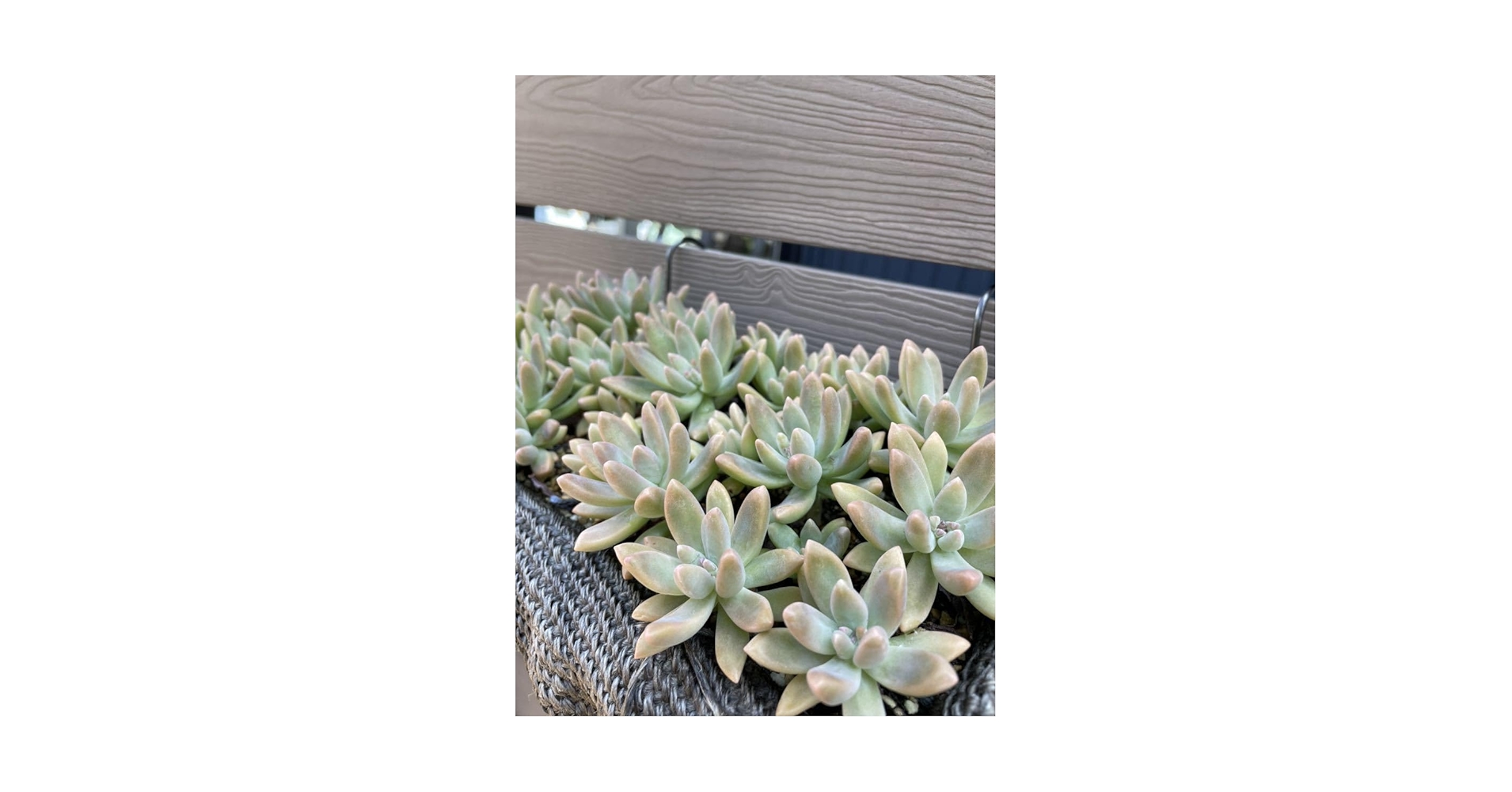 多肉植物　秋麗　秀麗　カット苗6本 61aFur-xtAL._UF350,350_QL50_.jpg