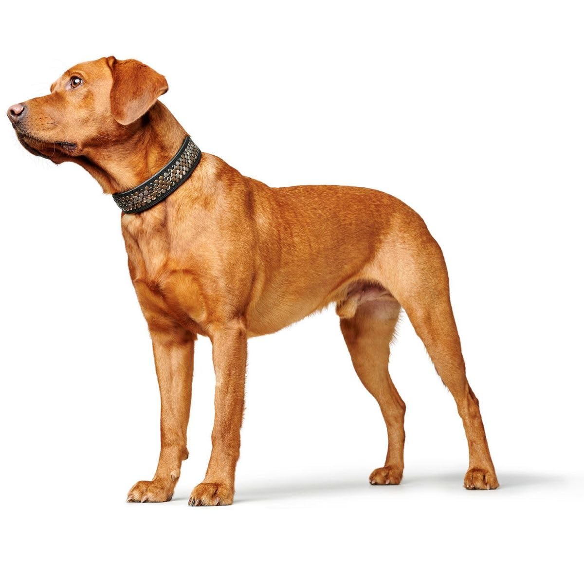 HUNTER Arizona UP - Collar para Perro