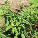 David's Garden Seeds Herb Mint Mountain D2919A (Green) 1000 Open Pollinated Seeds