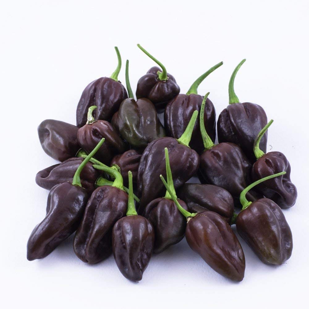 Golden Hills Farm Chocolate Hot Chili Pepper Seeds,Exotic Chilli Seeds 100 seeds (B07P1G7W2G) Amazon Price History, Amazon Price Tracker