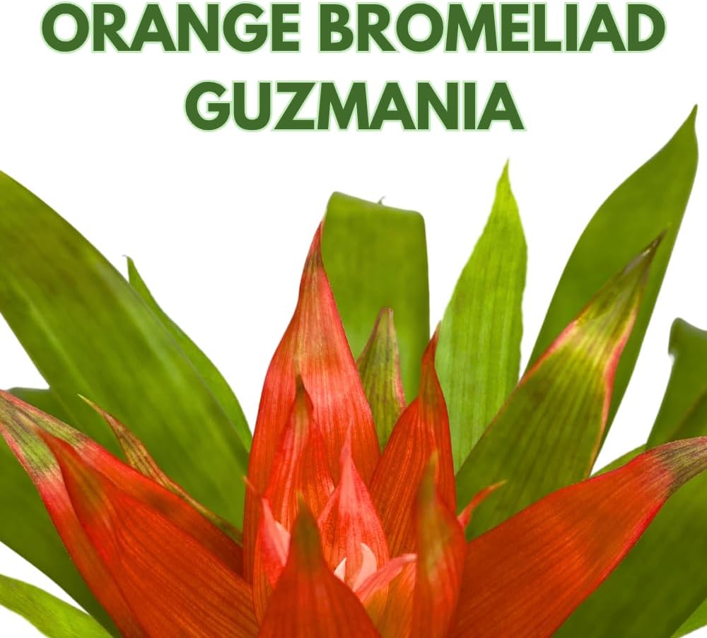 BubbleBlooms Reddish Orange Guzmania lingulata, 4 inch Scarlet Star Airplant bromeliad