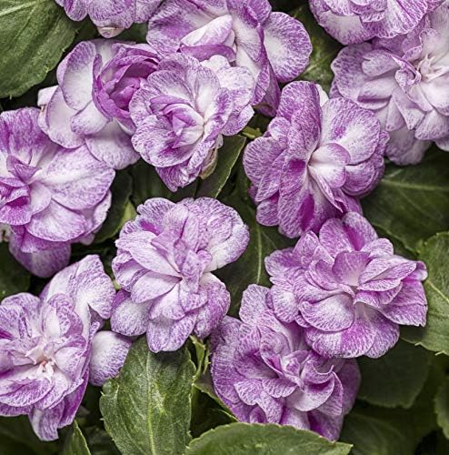 30+ Fiesta Ole Purple Double Impatien Seeds - My Secret Gardens