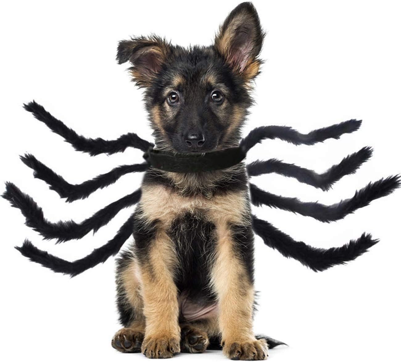 spider dog costume amazon