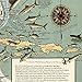 Vintage Big Game Fish Map of North America, Illustrated Fresh and Salt Water Fishing Guide, Decorative Wall Art Print (24 x 24 inches)