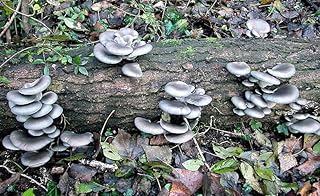 100 Blue Oyster Mushroom Plug Spawn to Grow Gourmet Mushrooms at Home or Commercially on Logs or Stumps