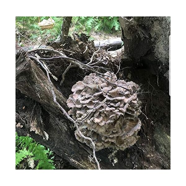 100 Maitake Mushroom Spawn Plugs to Grow Gourmet and Medicinal Mushrooms at Home or commercially