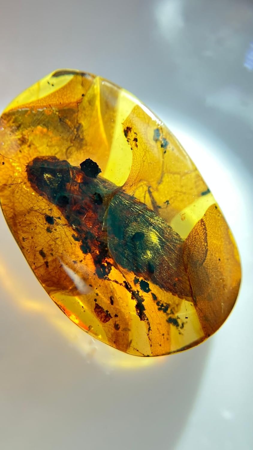 Burmese burmite Cretaceous Big Cockroach Insect Fossil Amber Myanmar