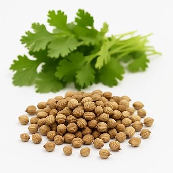 CILANTRO Coriander 100-500 Seeds Microgreens Leisure Chinese Parsley Bulk Herbs Healthy 500