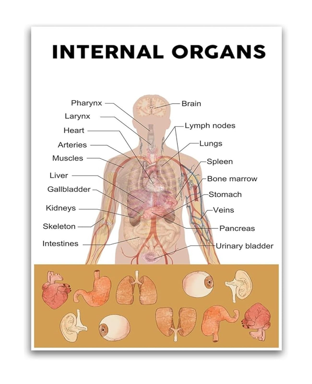 RNUMLIGH Human Organs Poster Anatomy Chart Biology Science Educational Wall-Art for Middle School Classroom Homeschool Decor